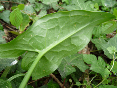 Verso de la feuille. Agrandir dans une nouvelle fenêtre (ou onglet)